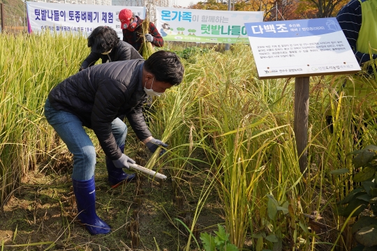 연수구, ‘텃밭나들이 토종 벼 베기 체험’ 행사 개최의 1번째 이미지