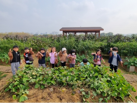 연수구 꼬마 농부, 선학힐링텃밭서 고구마 수확체험