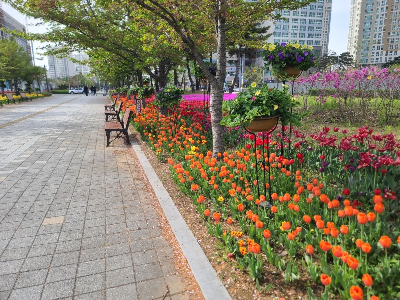 연수구, 보고·듣고·즐기는 ‘송도튤립축제’ 구경오세요.