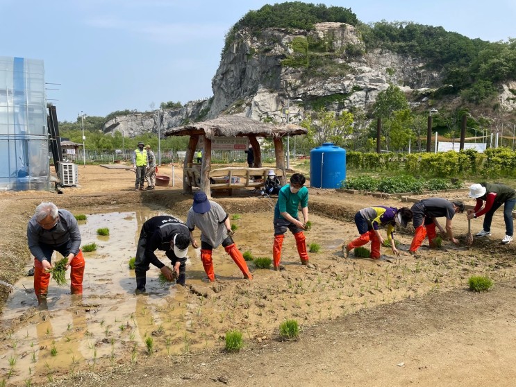 연수구, 송도석산텃밭 손모내기 체험 실시의 1번째 이미지