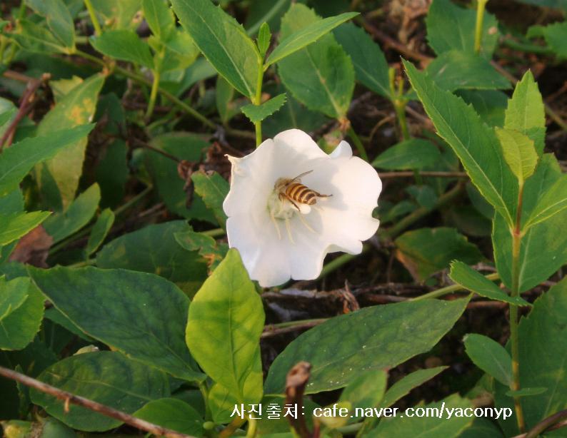 [무료나눔]유기농도라지(下品) 2분께 2kg 반관 선물합니다.의 1번째 이미지